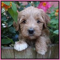 Gem Parson pups  5 wk old 91