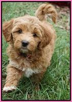 Gem Parson pups  7 wks old 61