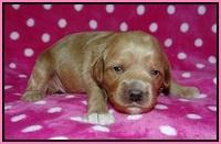 Gem Parson pups 2 wk old 51