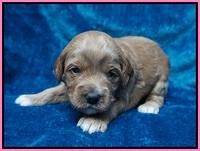 Gem Parson pups 3 wk old 41