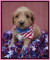 Gem Parson pups 4 wks old 51