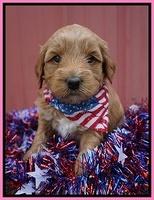 Gem Parson pups 4 wks old 61