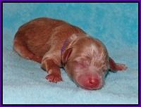 Gem Parson Newborn pups 33