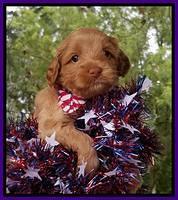 Gem Parson pups  July 4 wk old 31
