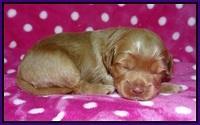 Gem Parson pups 2 wk old 71