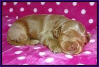 Gem Parson pups 2 wk old 81