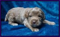 Gem Parson pups 3 wk old 71