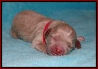 Gem Parson Newborn pups 43