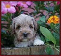 Gem Parson pups  5 wk old 231