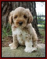 Gem Parson pups  7 wks old 181