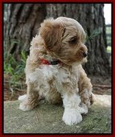 Gem Parson pups  7 wks old 201