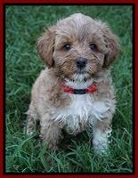 Gem Parson pups  7 wks old 221