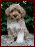 Gem Parson pups  8 wks old 71