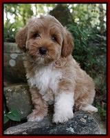 Gem Parson pups  8 wks old 81