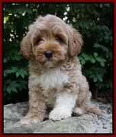 Gem Parson pups  8 wks old 91