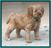 Gem Parson pups  5 wk old 321