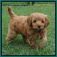 Gem Parson pups  7 wks old 301