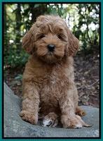 Gem Parson pups  8 wks old 21