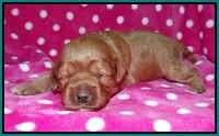 Gem Parson pups 2 wk old 121