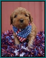 Gem Parson pups 4 wks old 161