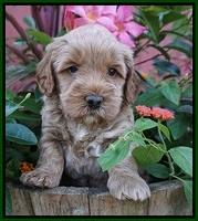 Gem Parson pups  5 wk old 351