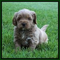 Gem Parson pups  5 wk old 361