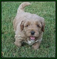 Gem Parson pups  5 wk old 381