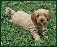 Gem Parson pups  6 wks old 341