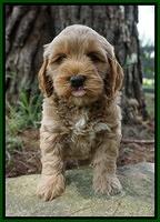 Gem Parson pups  7 wks old 241