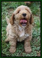 Gem Parson pups  7 wks old 271