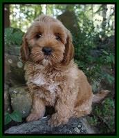 Gem Parson pups  8 wks old 630