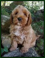 Gem Parson pups  8 wks old 730