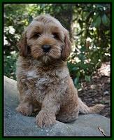 Gem Parson pups  8 wks old 830