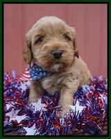 Gem Parson pups 4 wks old 191