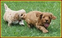 Gem Parson pups  6 wks old 501