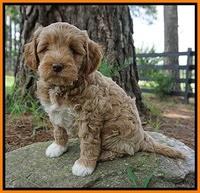 Gem Parson pups  7 wks old 401