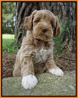 Gem Parson pups  7 wks old 411