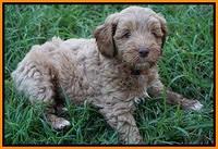 Gem Parson pups  7 wks old 421