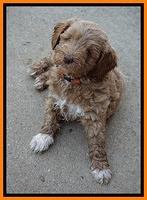 Gem Parson pups  7 wks old 441