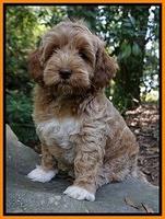 Gem Parson pups  8 wks old 430