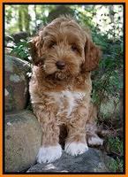 Gem Parson pups  8 wks old 530