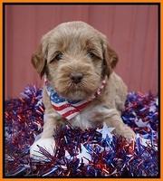 Gem Parson pups 4 wks old 251