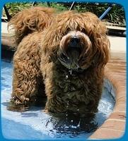 Blaze poolside 6 11 2
