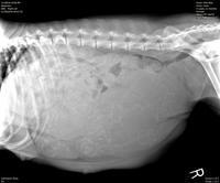 Ellie preg xray preg 4 blaze