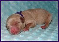 Individual puppy photos