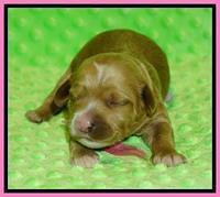 Ellie Blaze 2 pups 1 wk old 21