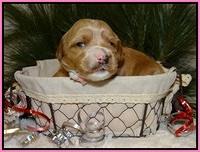 Ellie Blaze pups 2 weeks old 21