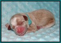 Asher farms labradoodles : Gypsy