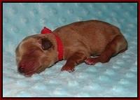 Ellie Blaze Newborn L2 61