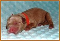 Ellie Blaze Newborn L2 91